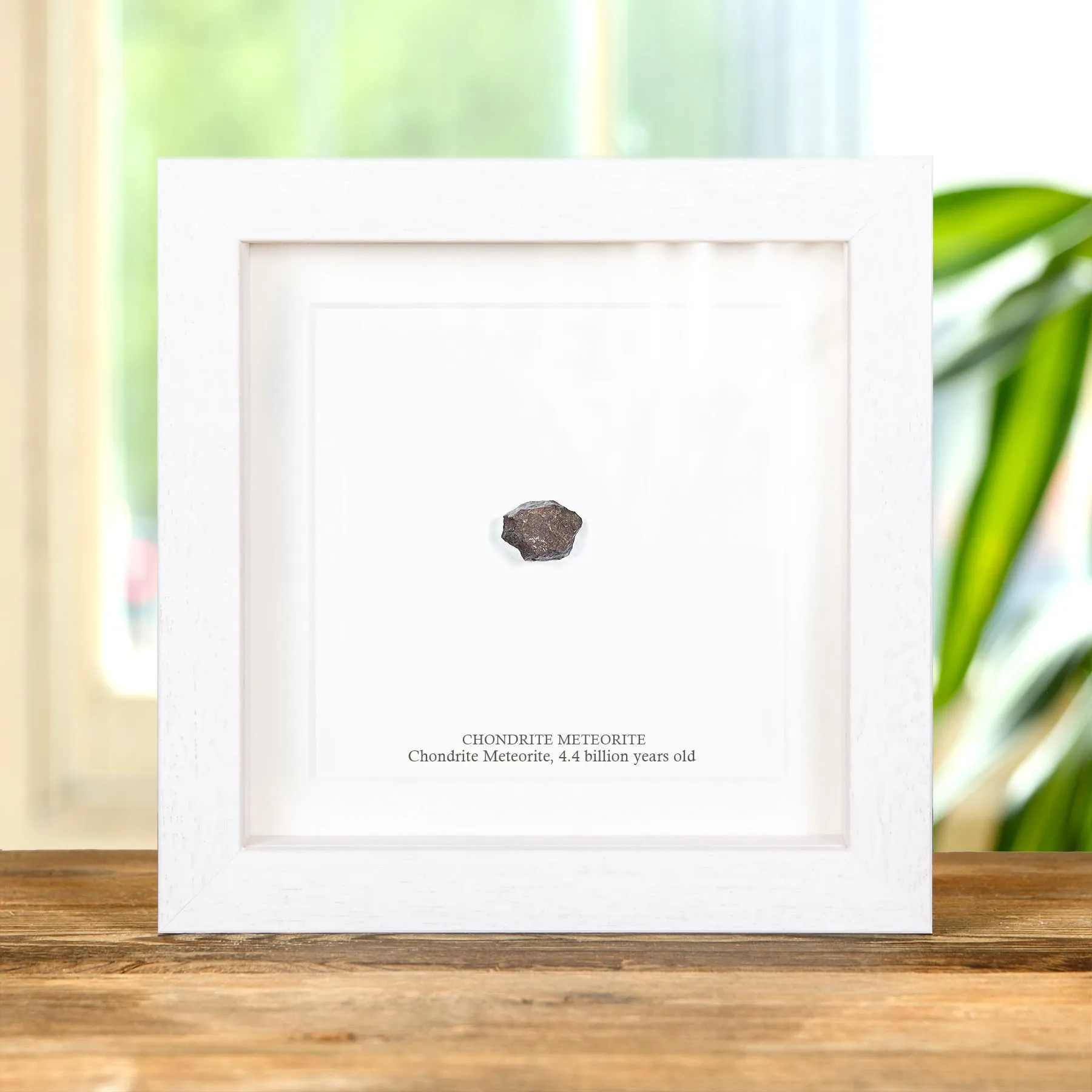 Minibeast Chondrite Meteorite uit Noord-Afrika in Lijst
