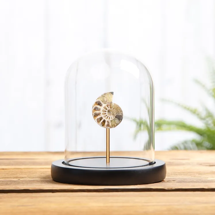 Small Ammonite In Glass Dome With Wooden Base (Cleoniceras sp)