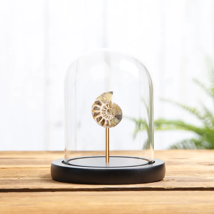 Small Ammonite In Glass Dome With Wooden Base (Cleoniceras sp)