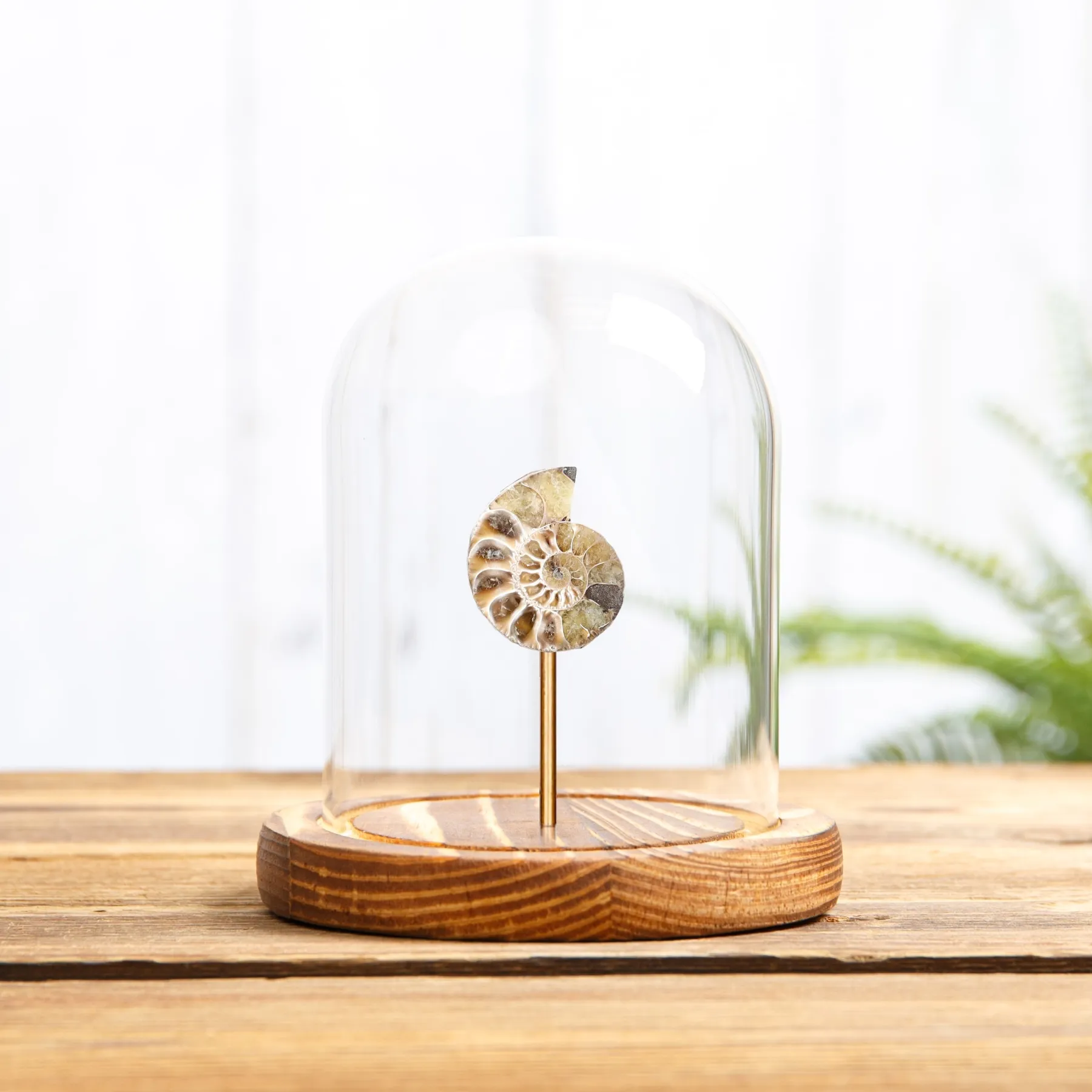 Minibeast Pequeño amonita en campana de vidrio con Base de Madera (Cleoniceras sp)