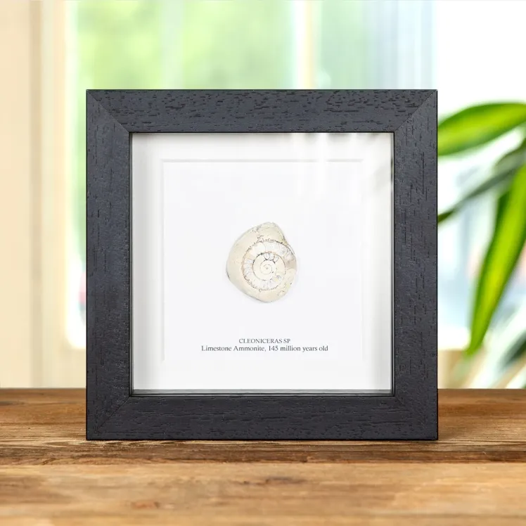 Limestone Ammonite In Box Frame (Cleoniceras sp)