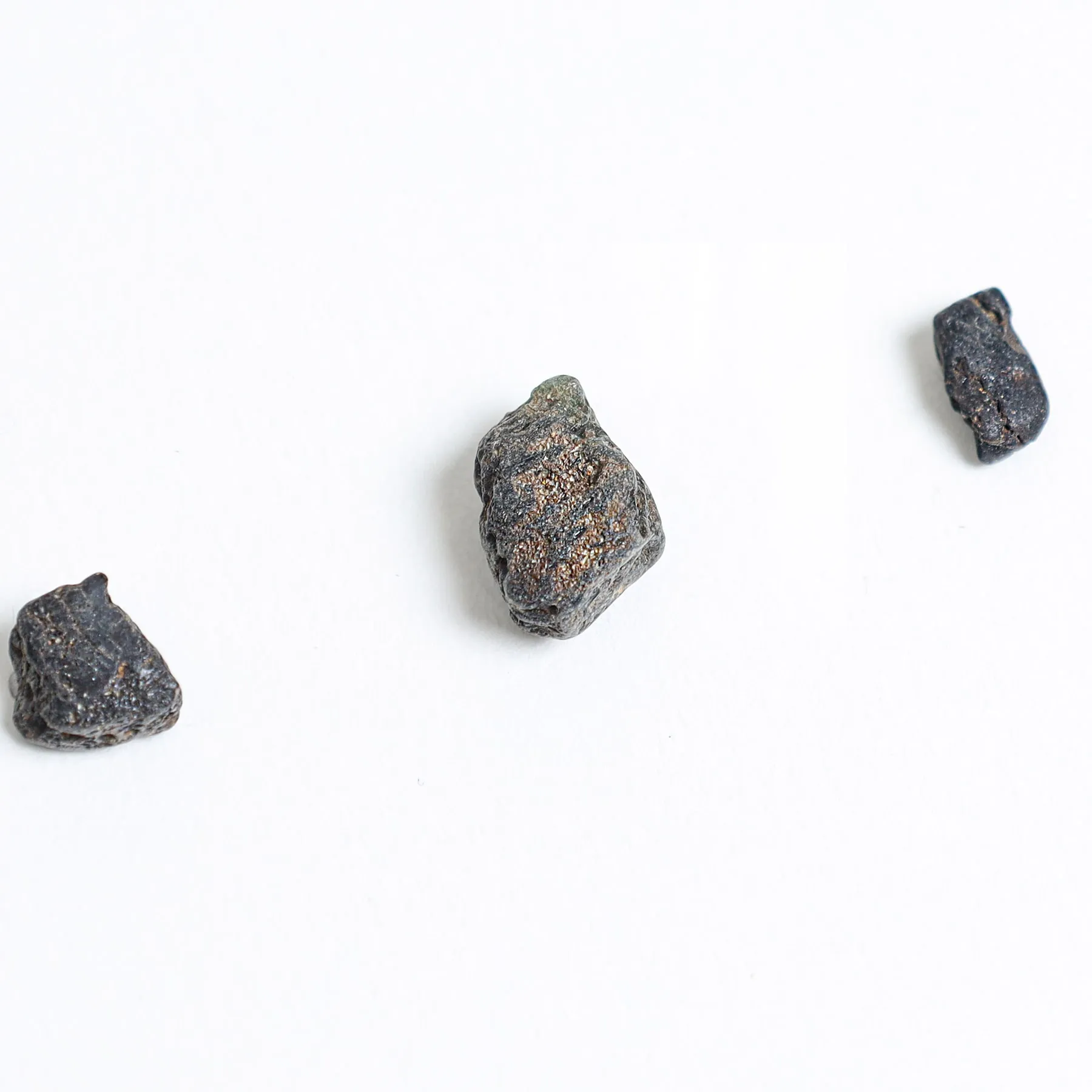Minibeast Dinosaur Bone Fragments In Box Frame (Dinosauria sp)