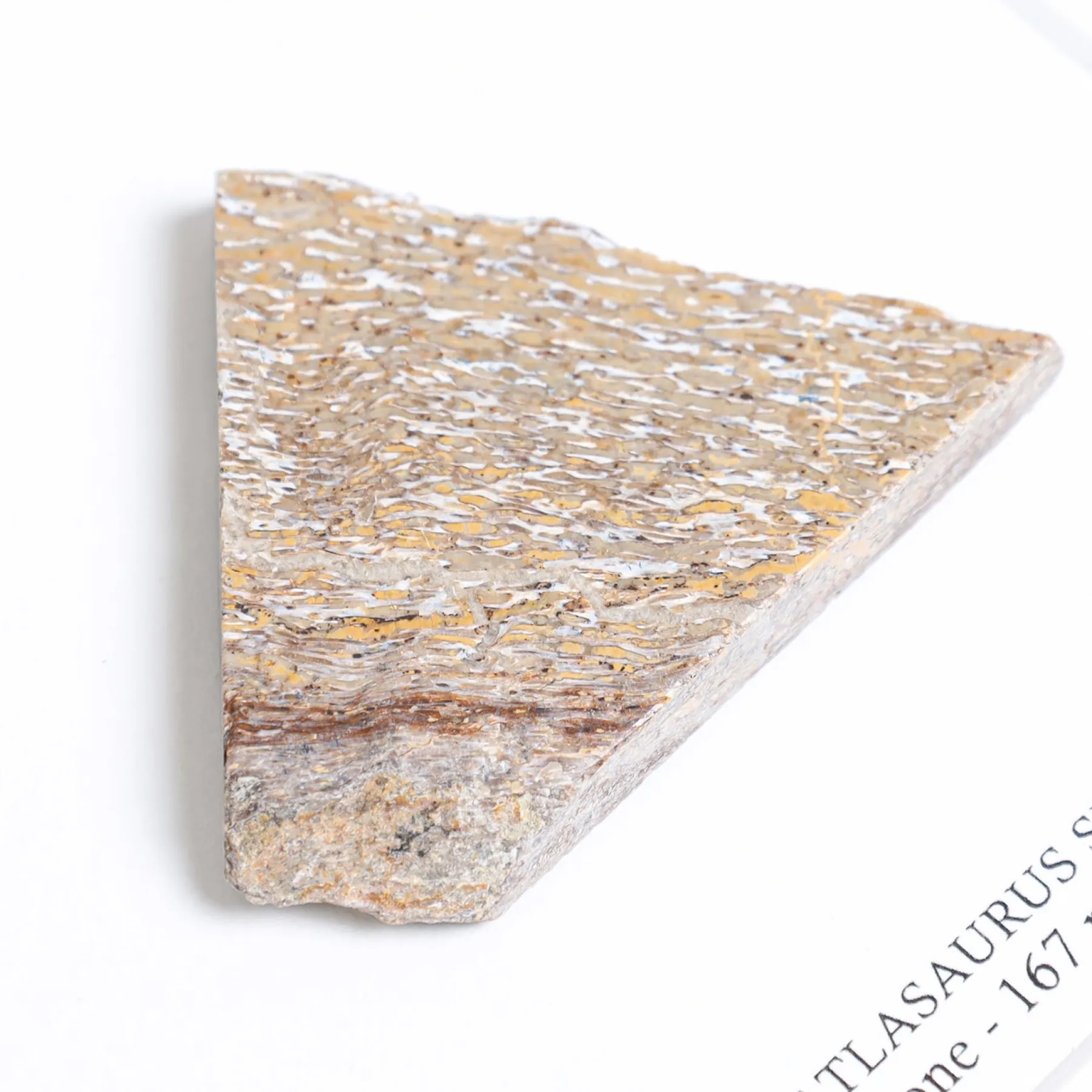 Minibeast Atlas Lizard Dinosaur Bone Fossil Slice In Box Frame (Atlasaurus sp)