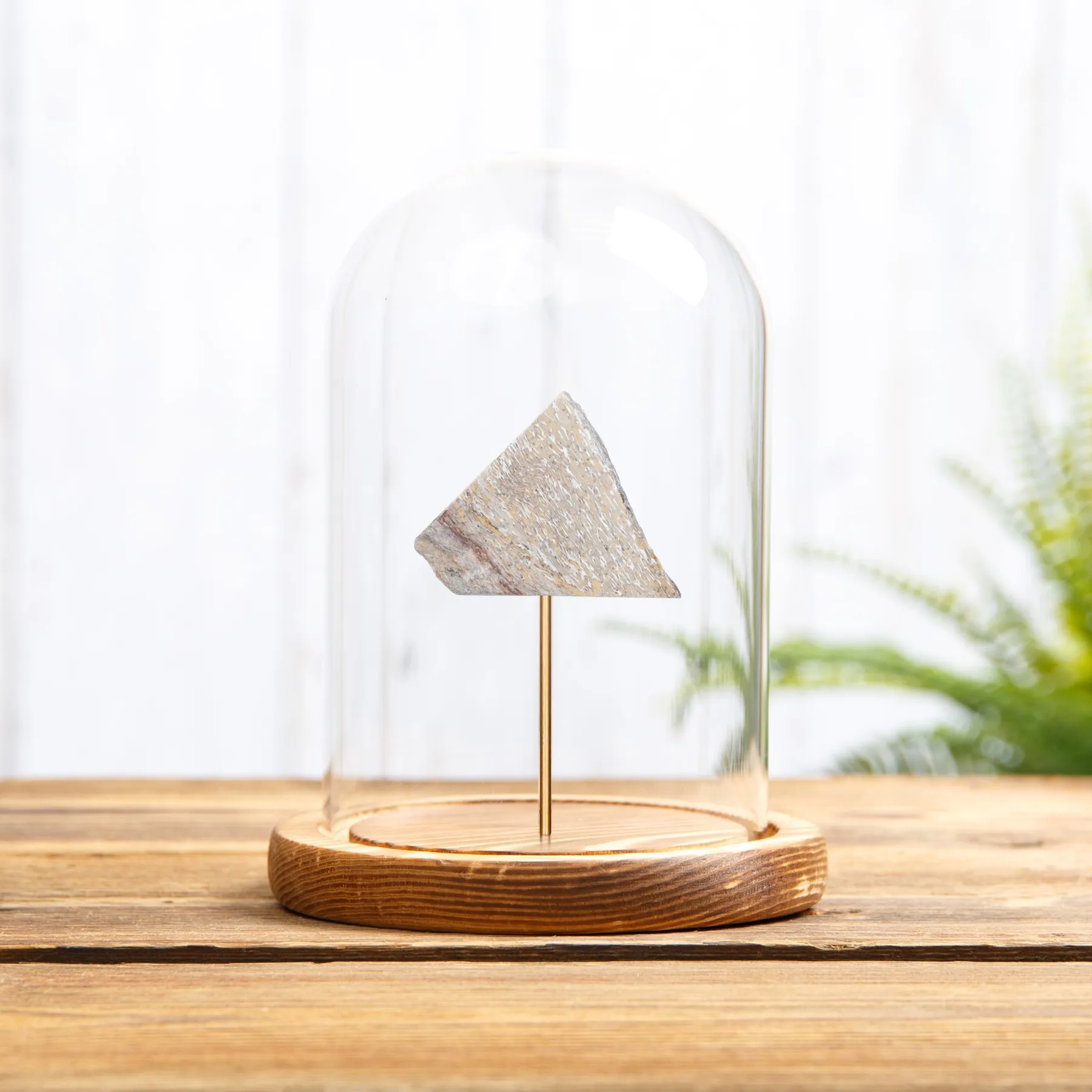 Minibeast Atlas Lizard Dinosaur Bone Fossil Slice In Glass Dome With Wooden Base (Atlasaurus sp)