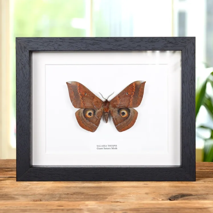 Giant Saturn Moth In Box Frame (Salassa thespis)