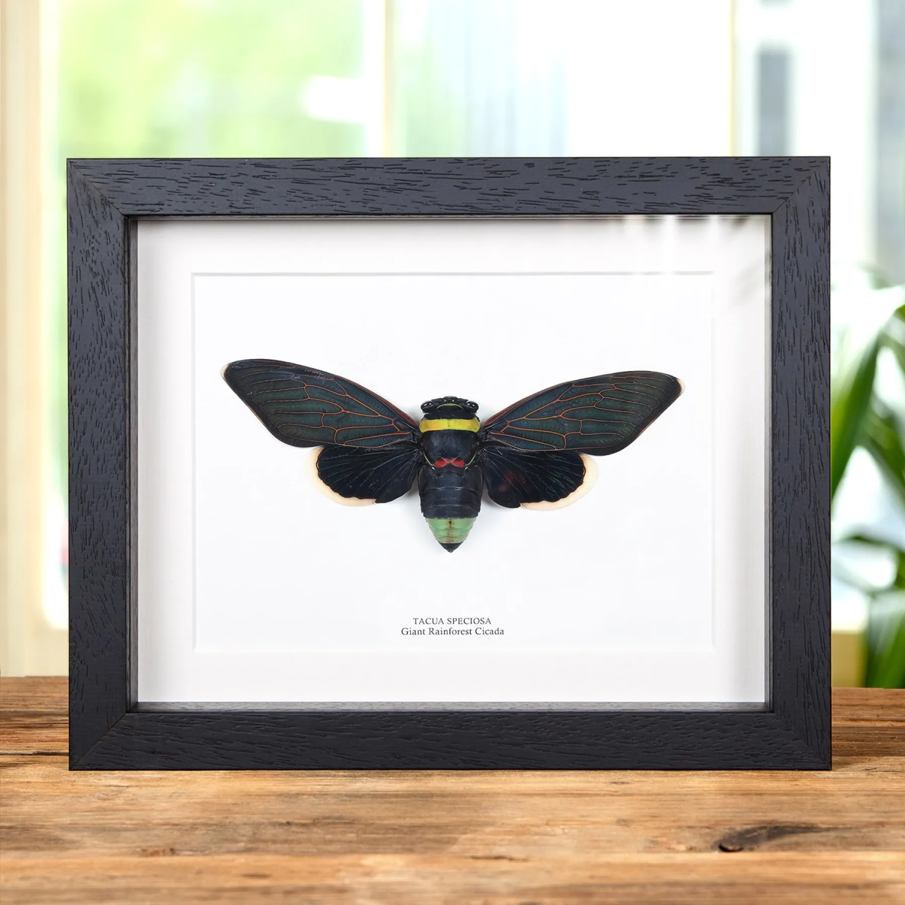 Giant Rainforest Cicada In Box Frame (Tacua speciosa) Minibeast Giant Rainforest Cicada In Box Frame (Tacua speciosa)
