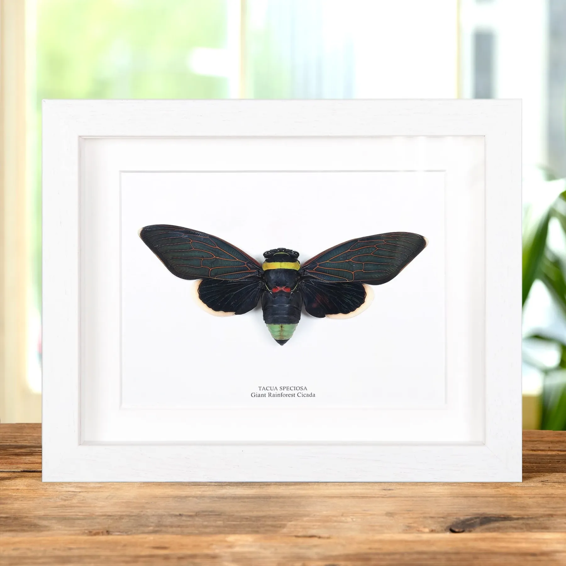 Giant Rainforest Cicada In Box Frame (Tacua speciosa) Minibeast Giant Rainforest Cicada In Box Frame (Tacua speciosa)