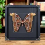 Minibeast Female Atlas Moth in Baroque Style Box Frame (Attacus atlas)
