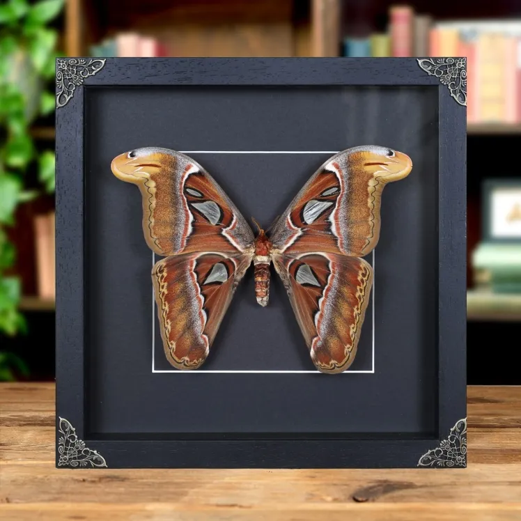 Female Atlas Moth in Baroque Style Box Frame (Attacus atlas)