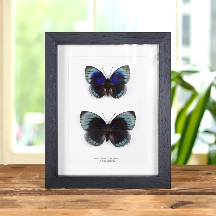 <strong>Agrias Butterfly Male & Female Pair In Box Frame (Agrias beata beatifica)</strong><br>Price: £75.99<br>Frame Size: 7 x 9 Agrias Butterfly Male & Female Pair In Box Frame (Agrias beata beatifica)