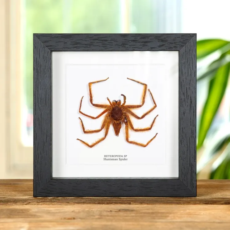 Orange Huntsman Spider In Box Frame (Heteropoda sp)