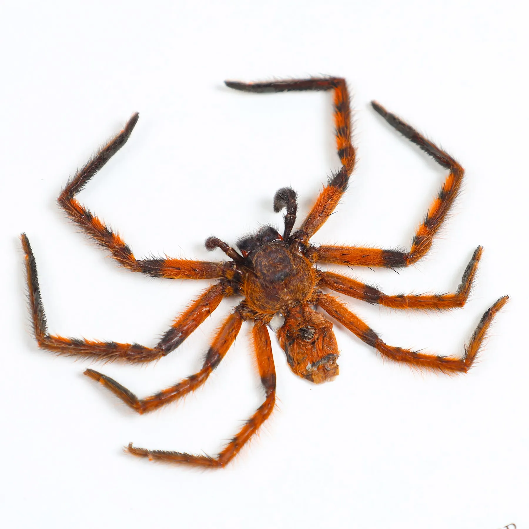 Minibeast Red Huntsman Spider In Box Frame (Heteropoda sp)