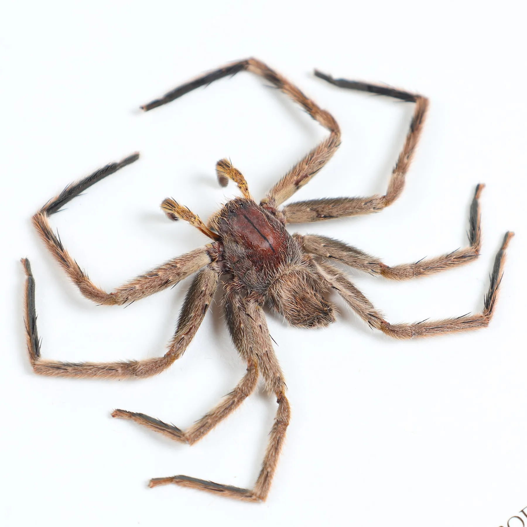 Grey Huntsman Spiders In Box Frame (Heteropoda sp)