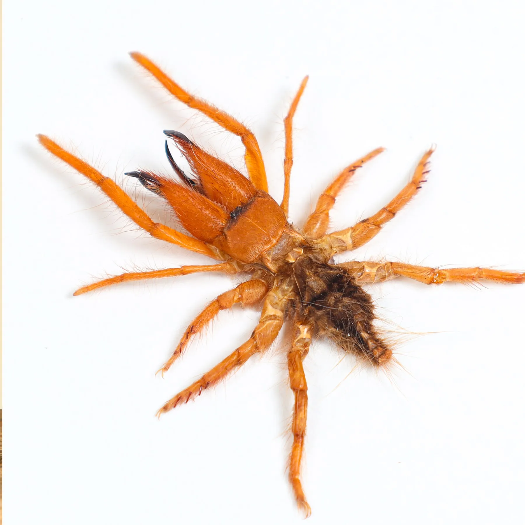 Minibeast Araña Camello en marco vitrina (Dinorhax rostrumpsittaci)