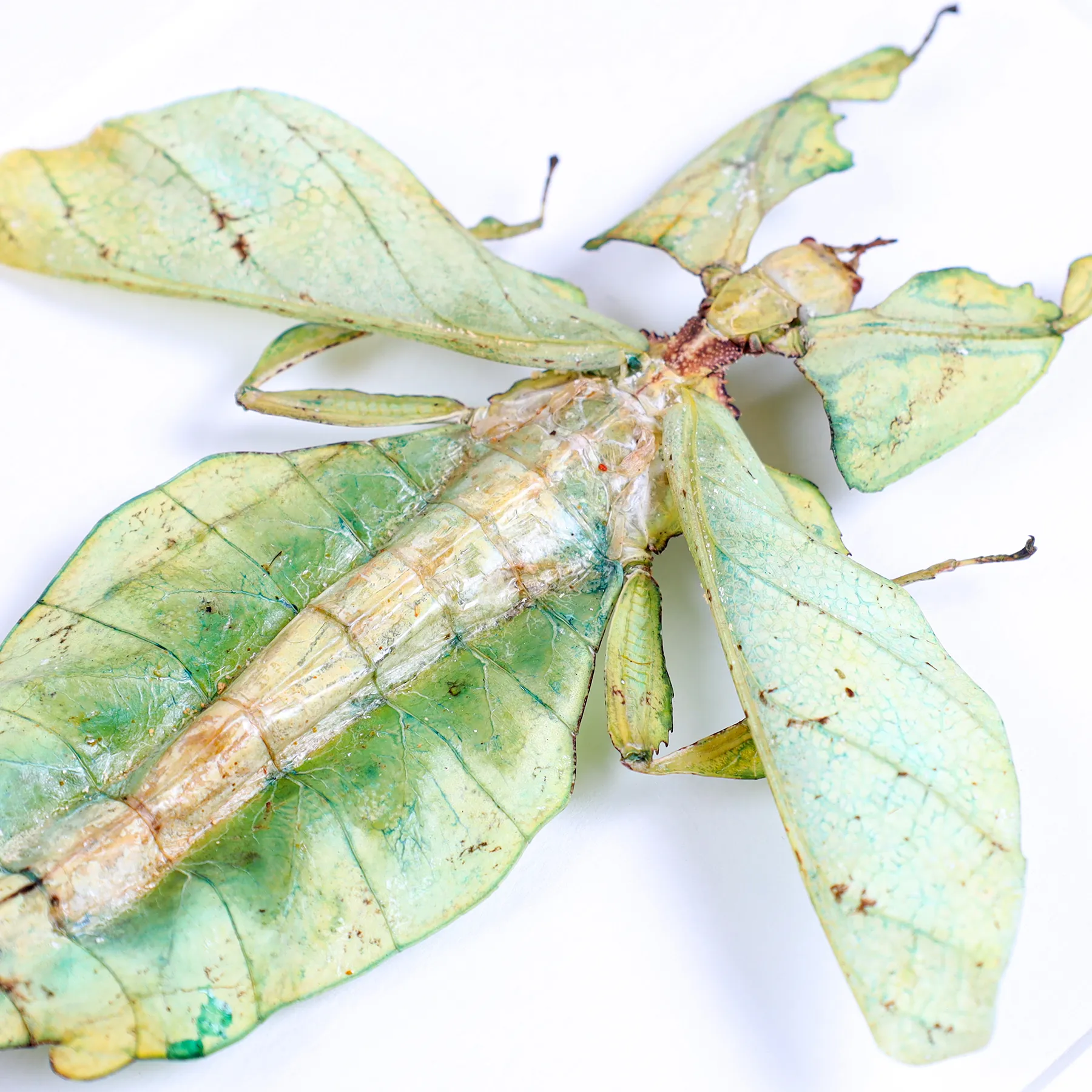 Giant Leaf Insect with Wings Spread In Box Frame (Phyllium giganteum) Giant Leaf Insect with Wings Spread In Box Frame (Phyllium giganteum)