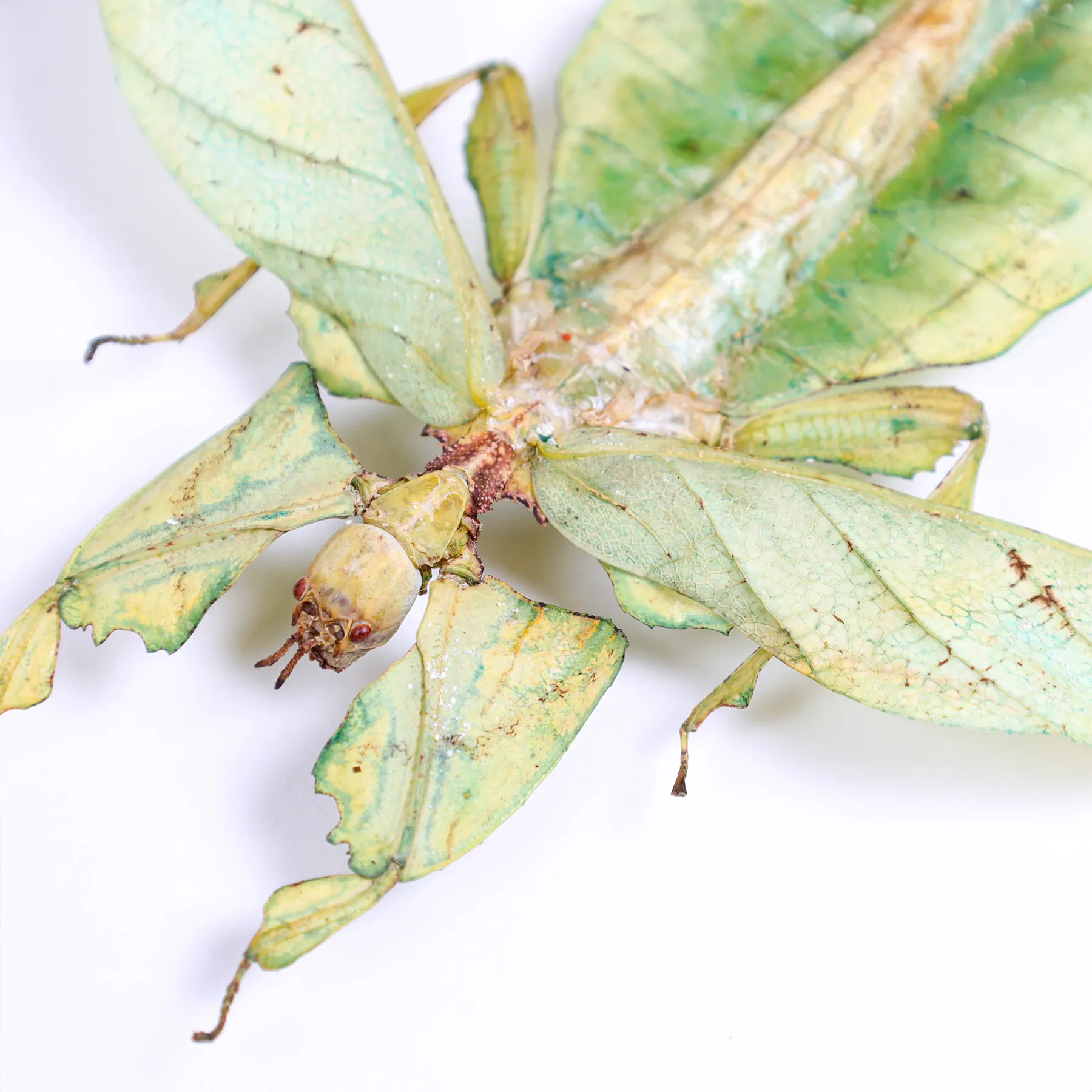 Giant Leaf Insect with Wings Spread In Box Frame (Phyllium giganteum) Giant Leaf Insect with Wings Spread In Box Frame (Phyllium giganteum)