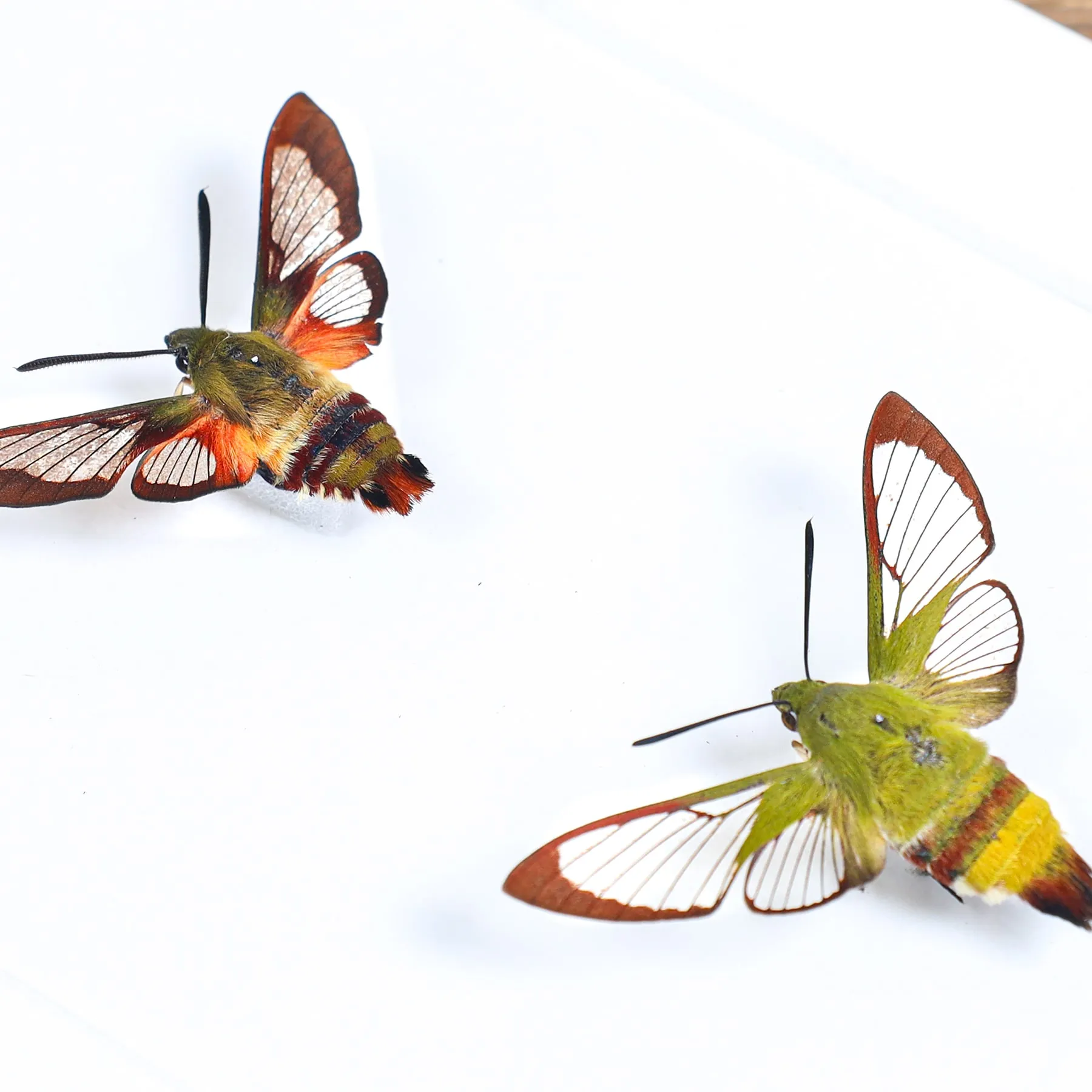Minibeast Pamir-Bienenschwärmer-Quartett im Vitrinenrahmen (Hemaris sp)