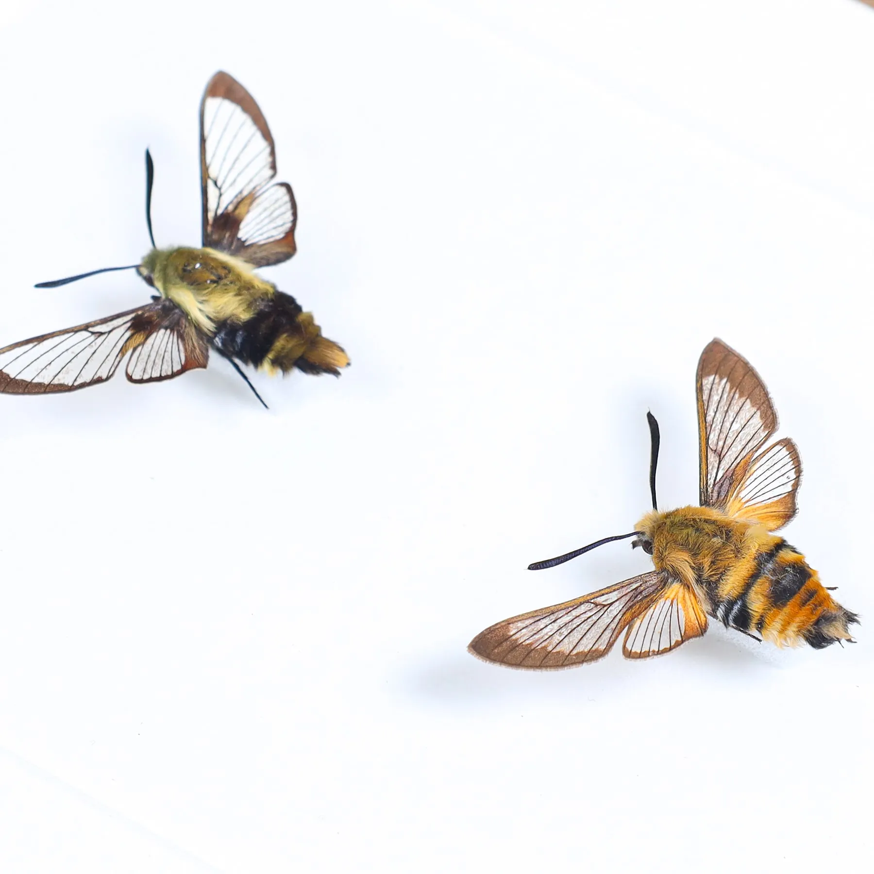 Minibeast Pamir-Bienenschwärmer-Quartett im Vitrinenrahmen (Hemaris sp)