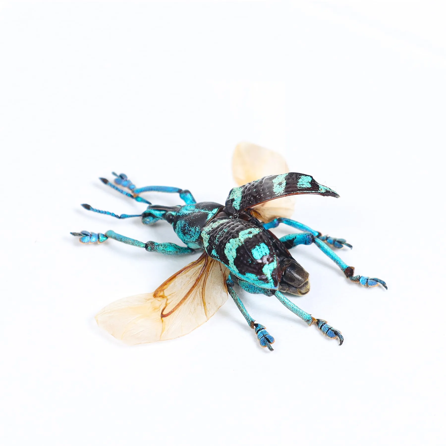 Mixed Blue Weevil Beetle Trio In Box Frame (Eupholus sp) Minibeast Mixed Blue Weevil Beetle Trio In Box Frame (Eupholus sp)