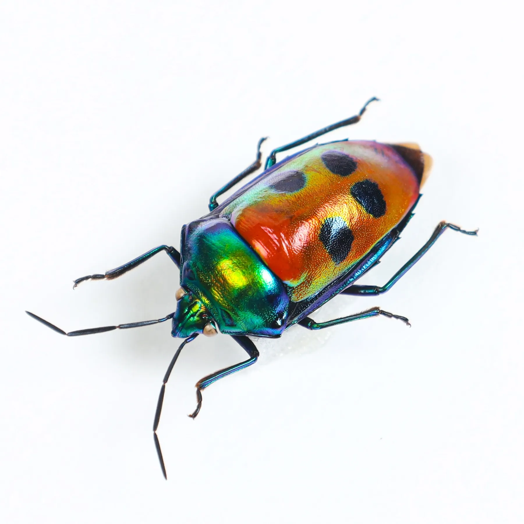 Jewel Man Face Bug In Box Frame (Calliphara caesar) Minibeast Jewel Man Face Bug In Box Frame (Calliphara caesar)