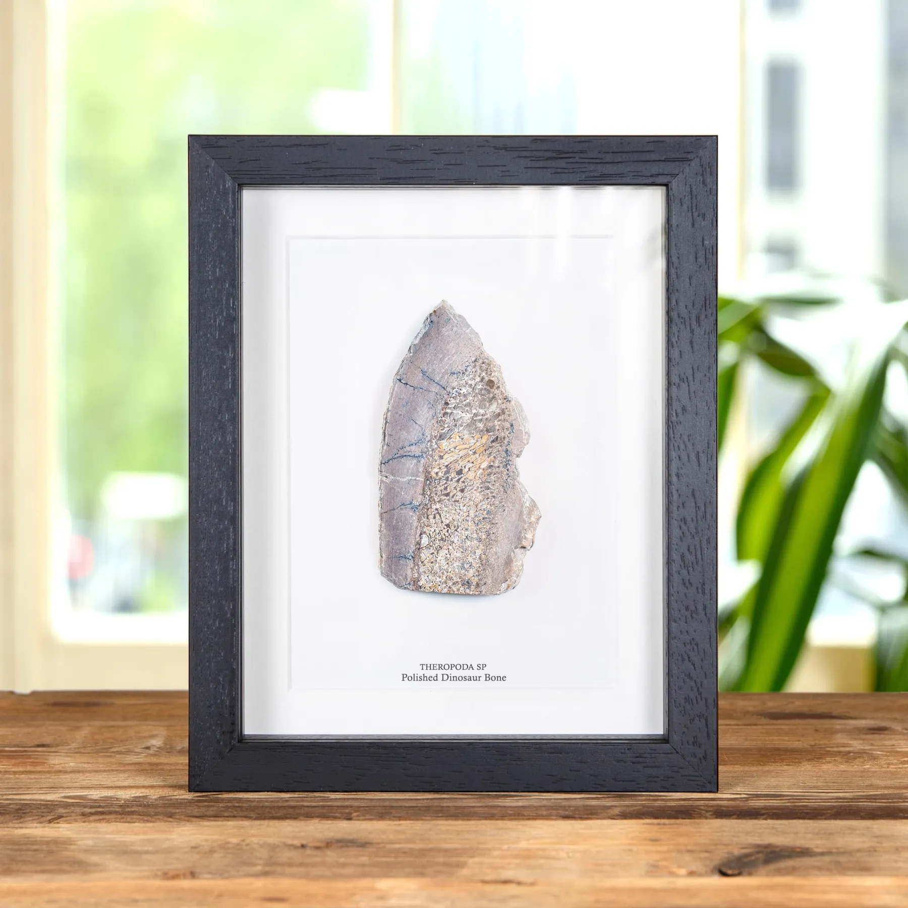 Minibeast Polierter Dinosaurierknochen-Schnitt im Rahmen (Theropoda sp)