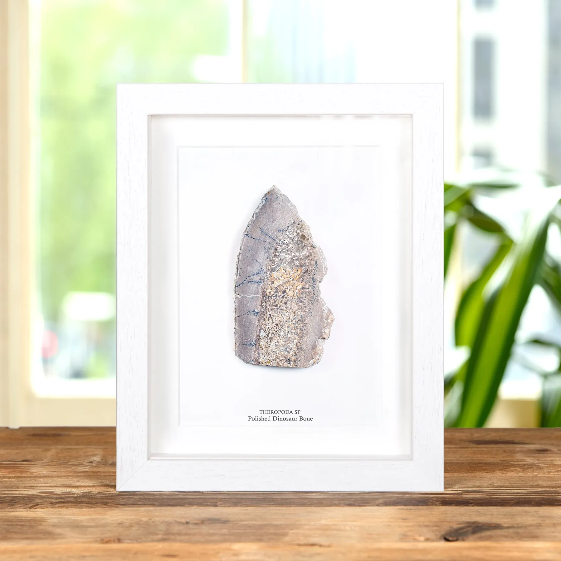 Minibeast Polierter Dinosaurierknochen-Schnitt im Rahmen (Theropoda sp)