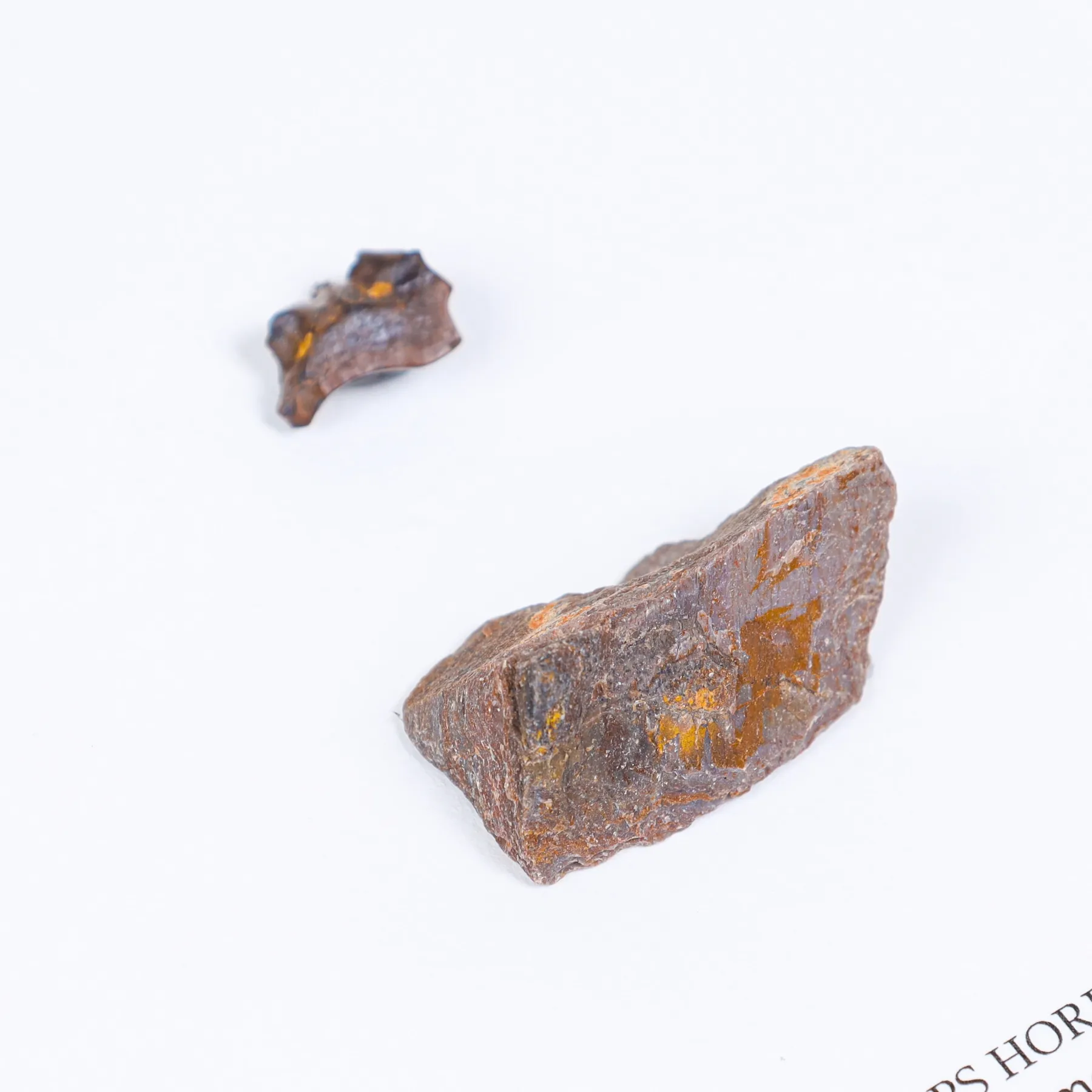 Minibeast Dent de Tricératops et Fragment D'Os dans un Cadre (Triceratops horridus)