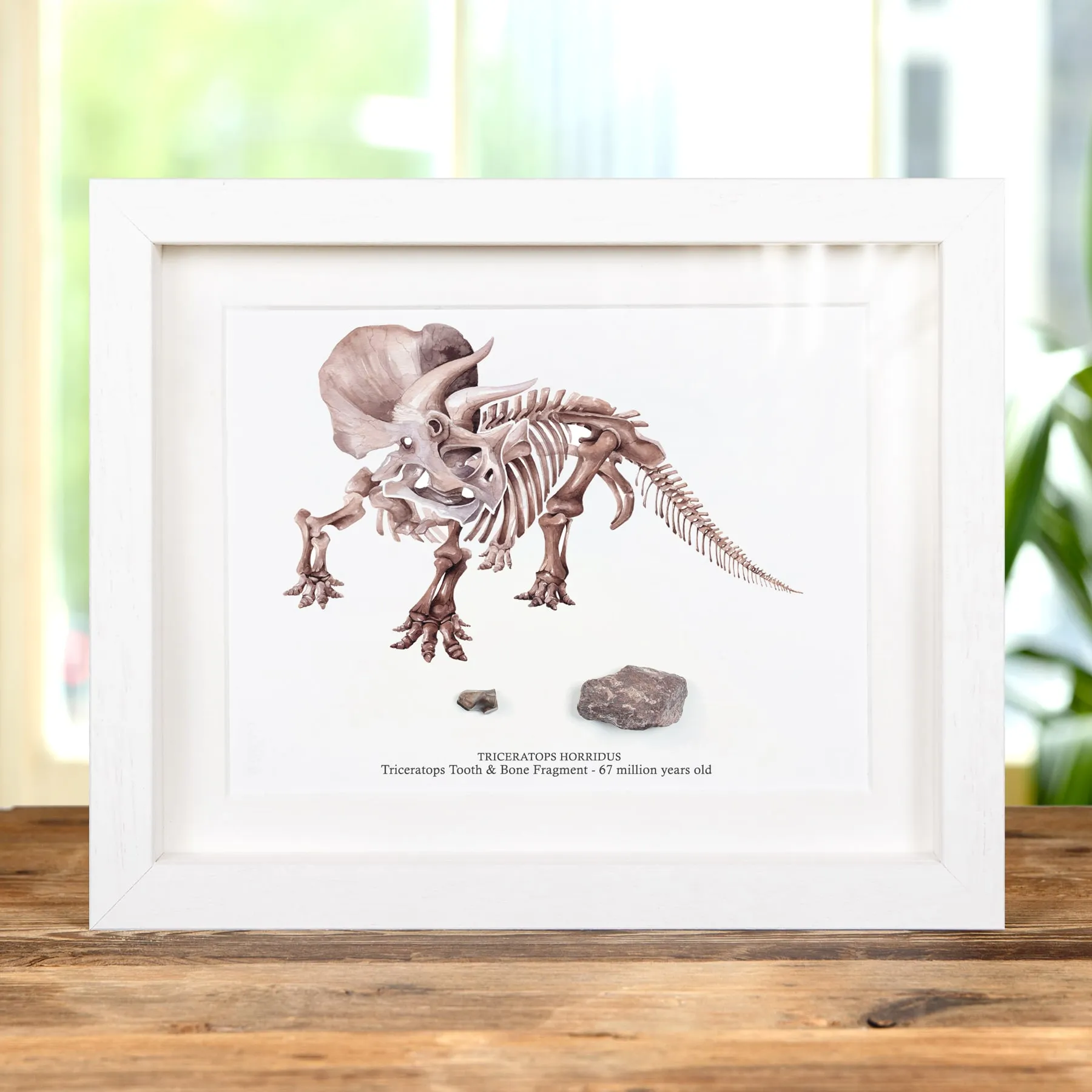Triceratops Tooth & Bone Fragment with Illustration In Box Frame (Triceratops horridus) Triceratops Tooth & Bone Fragment with Illustration In Box Frame (Triceratops horridus)