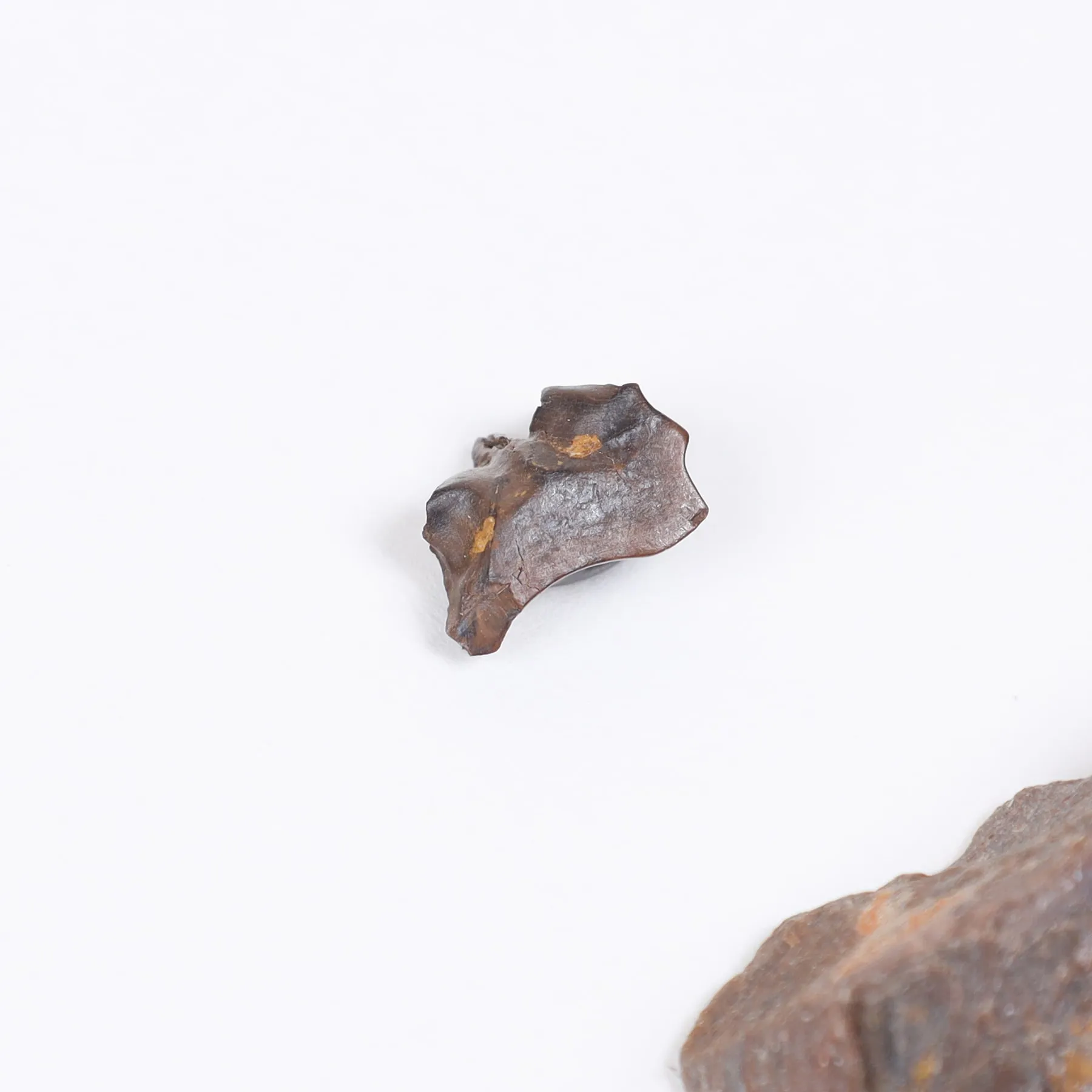 Triceratops Tooth & Bone Fragment with Illustration In Box Frame (Triceratops horridus) Triceratops Tooth & Bone Fragment with Illustration In Box Frame (Triceratops horridus)