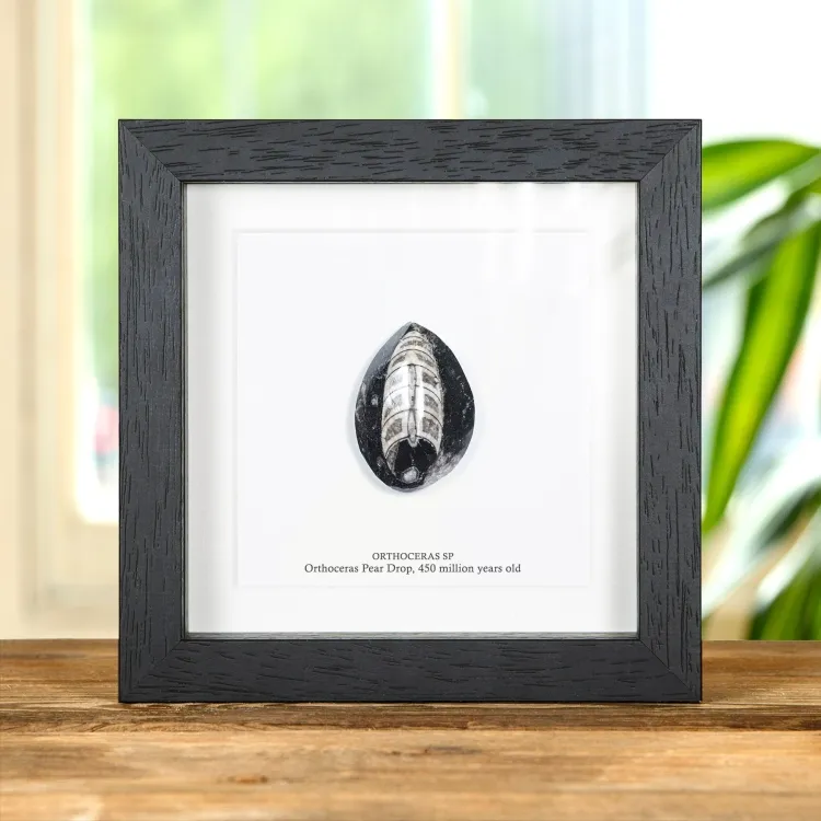 2 Inch Orthoceras Pear Drop Fossil In Box Frame (Orthoceras sp)
