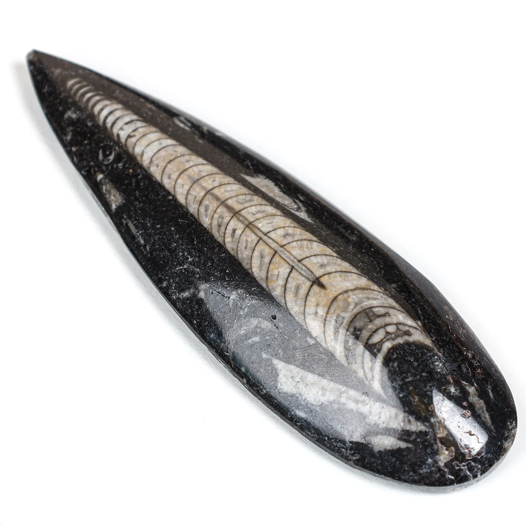 Minibeast 4 inch Orthoceras Peren Druppel Fossiel in Lijst (Orthoceras sp)