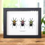 Minibeast Rainbow Stag Beetle Trio In Box Frame (Phalacrognathus muelleri)