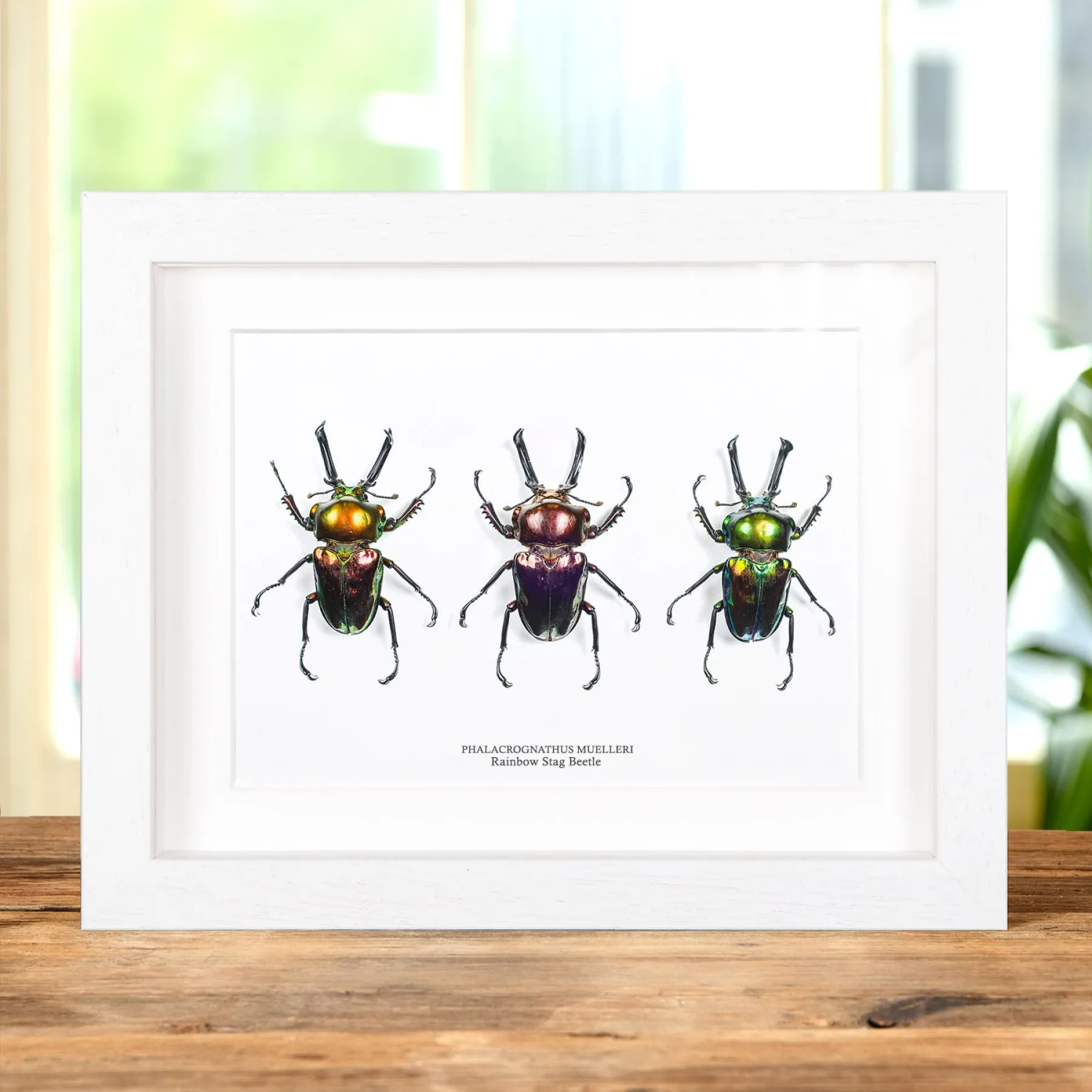 Rainbow Stag Beetle Trio In Box Frame (Phalacrognathus muelleri)