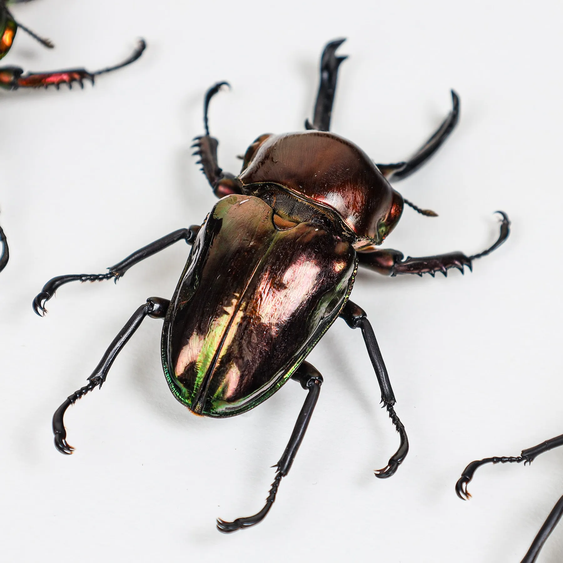 Rainbow Stag Beetle Trio In Box Frame (Phalacrognathus muelleri)