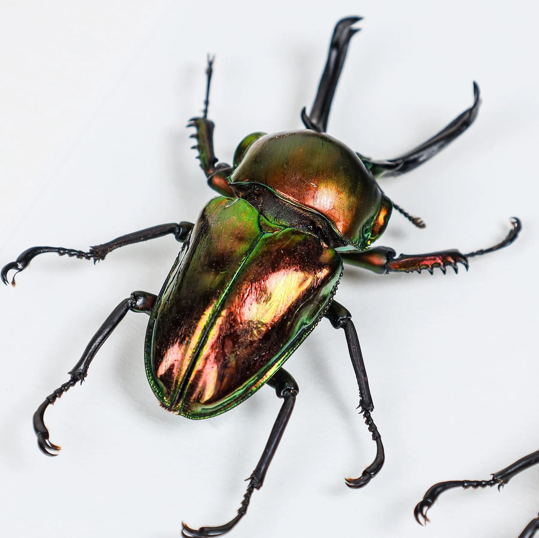 Rainbow Stag Beetle Trio In Box Frame (Phalacrognathus muelleri)