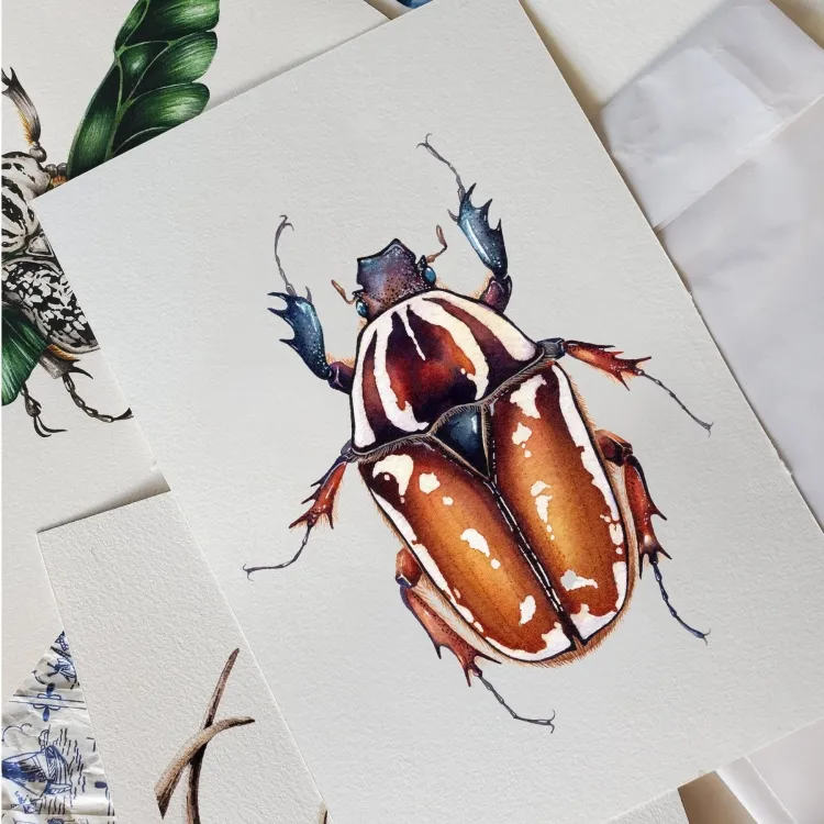 Giant Female African Flower Beetle (Mecynorrhina torquatus ugandensis) Watercolour Giclée Print