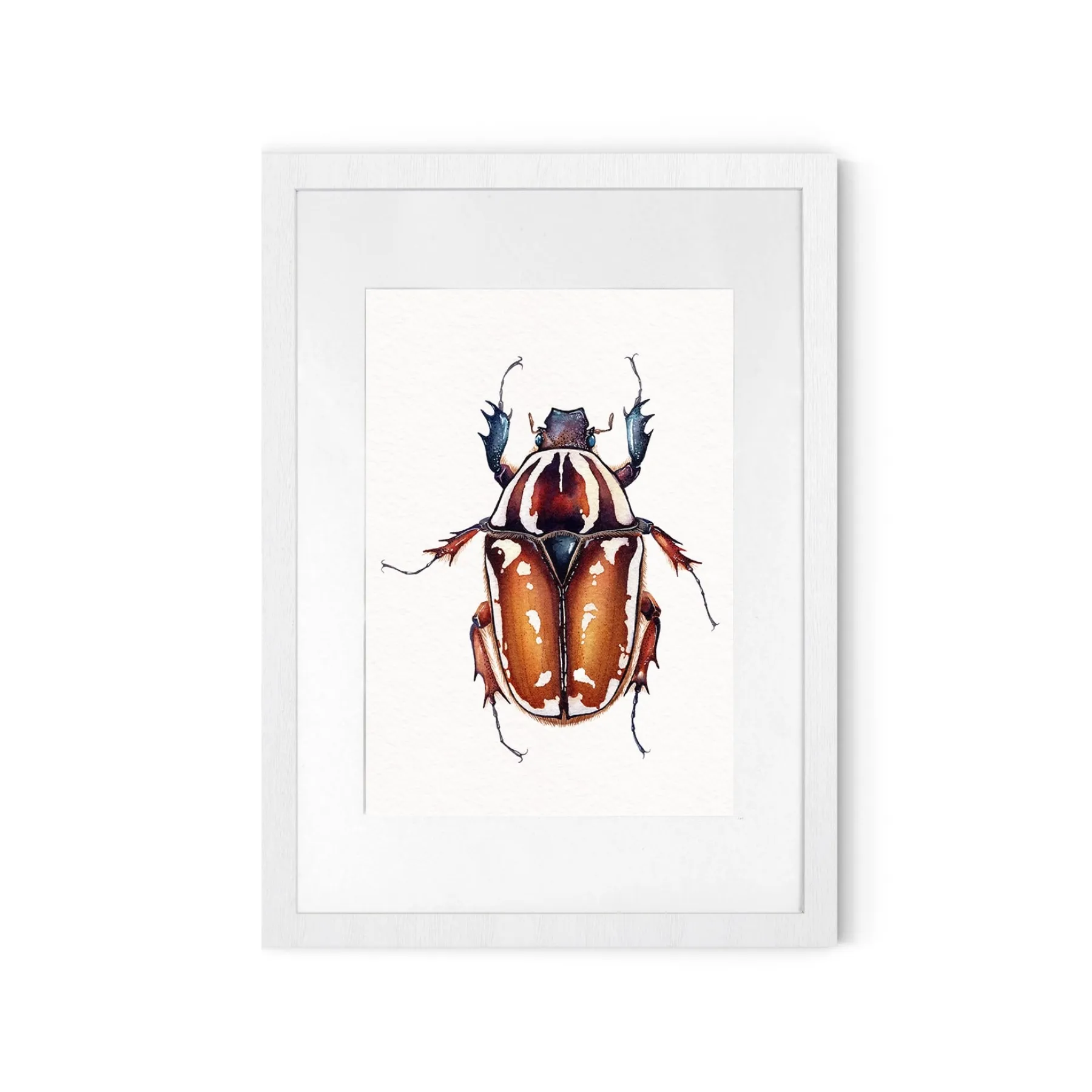 Giant Female African Flower Beetle (Mecynorrhina torquatus ugandensis) Watercolour Giclée Print