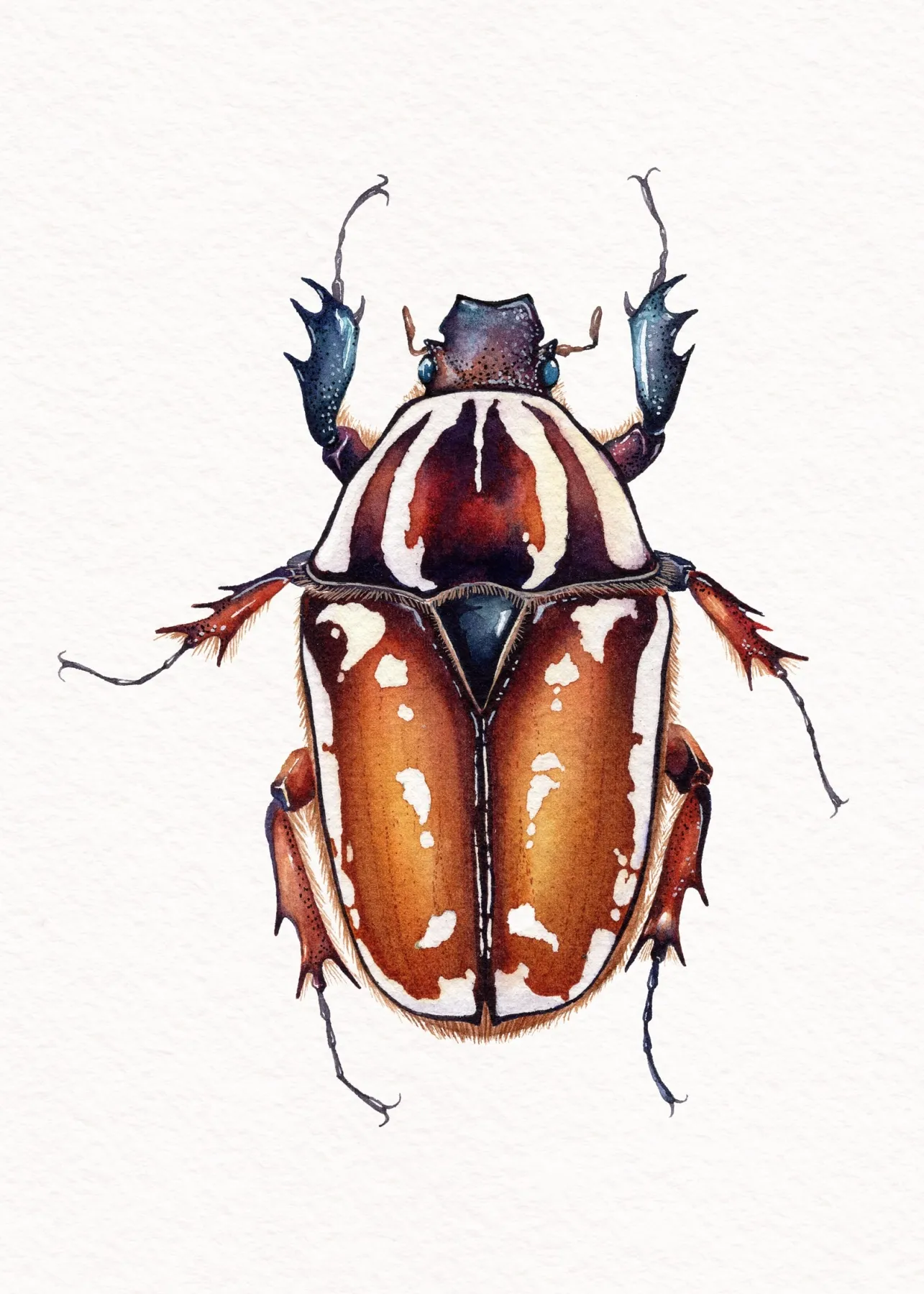 Giant Female African Flower Beetle (Mecynorrhina torquatus ugandensis) Watercolour Giclée Print