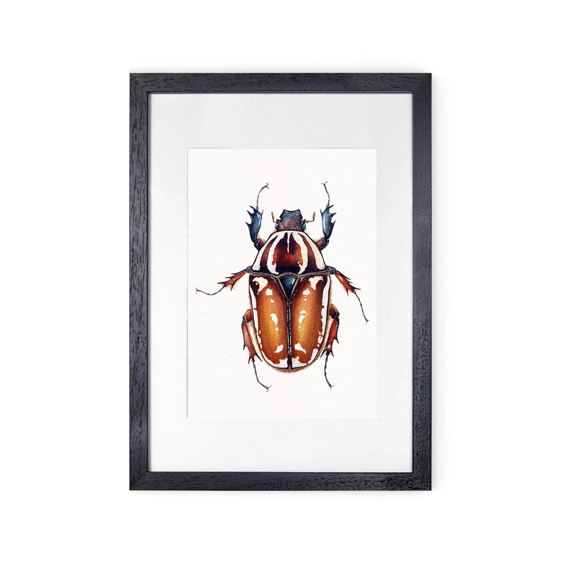 Giant Female African Flower Beetle (Mecynorrhina torquatus ugandensis) Watercolour Giclée Print