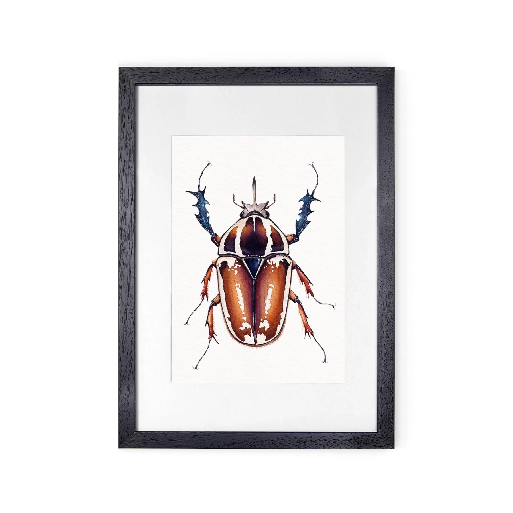 Minibeast Géant Scarabée Floral Africain Mâle (Mecynorrhina Torquatus Ugandensis) Impression Giclée Aquarelle