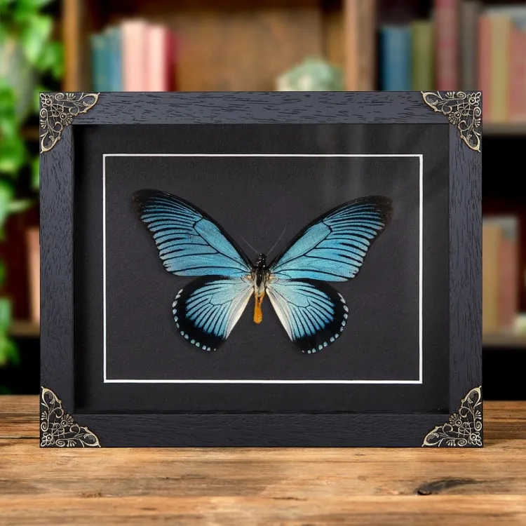 Giant Blue Swallowtail Butterfly In Baroque Style Frame (Papilio zalmoxis)