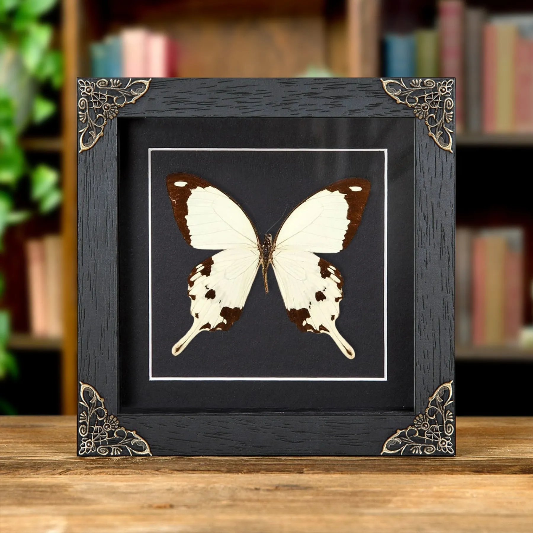 Minibeast Afrikanischer Schwalbenschwanz-Schmetterling im Barockrahmen (Papilio dardanus)