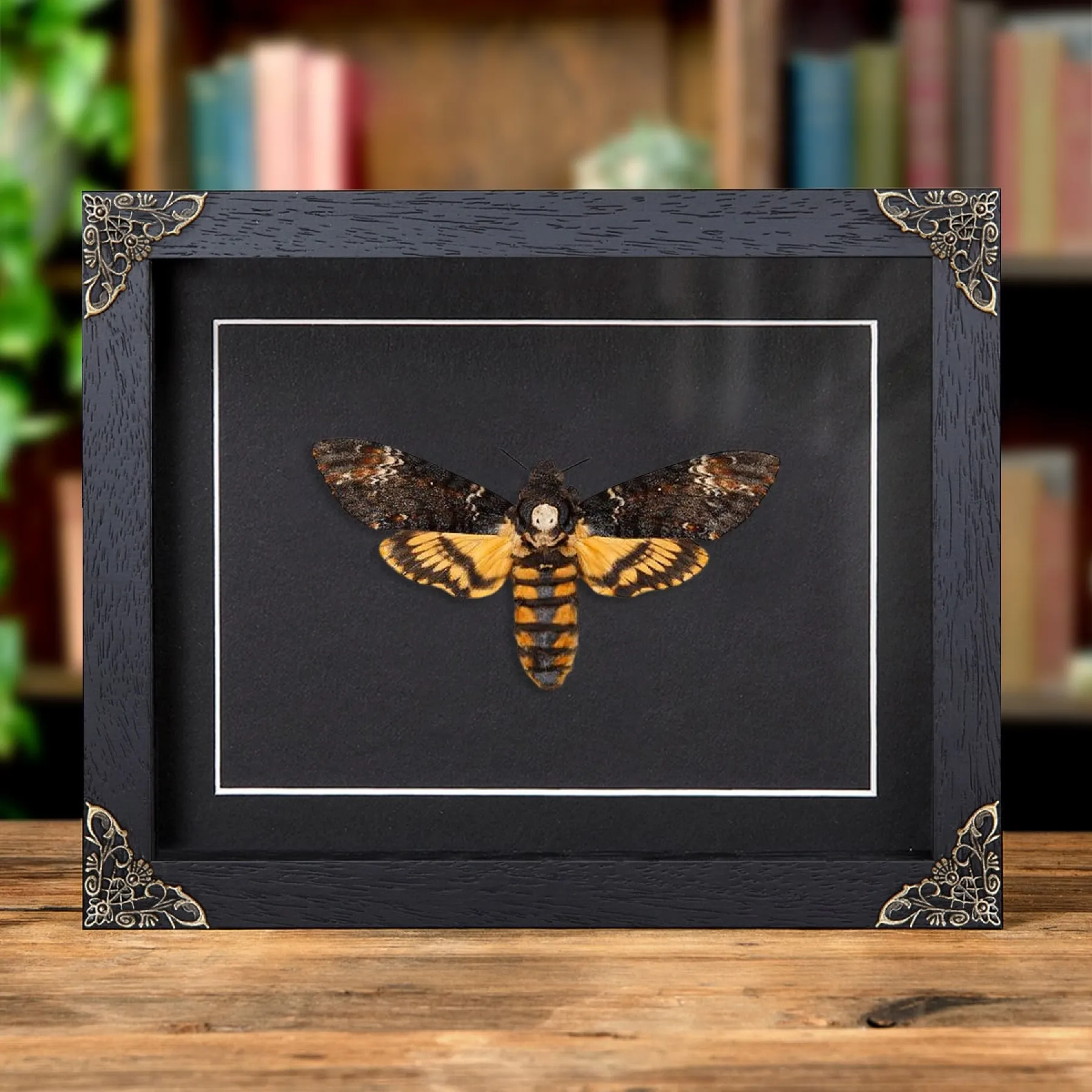 Minibeast XL Totenkopfschwärmer in einem Rahmen im Barockstil