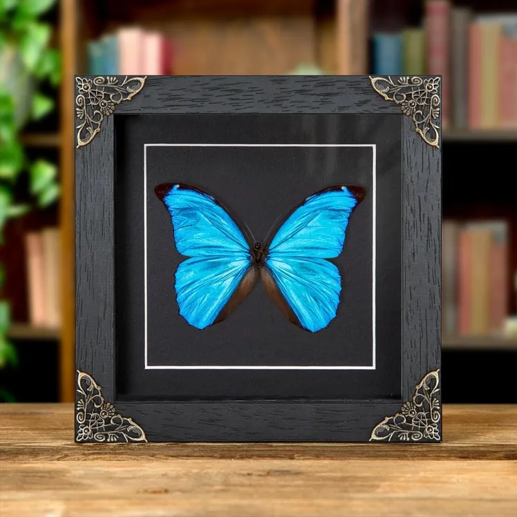 Menelaus Blue Morpho Butterfly In Baroque Style Frame (Morpho menelaus)