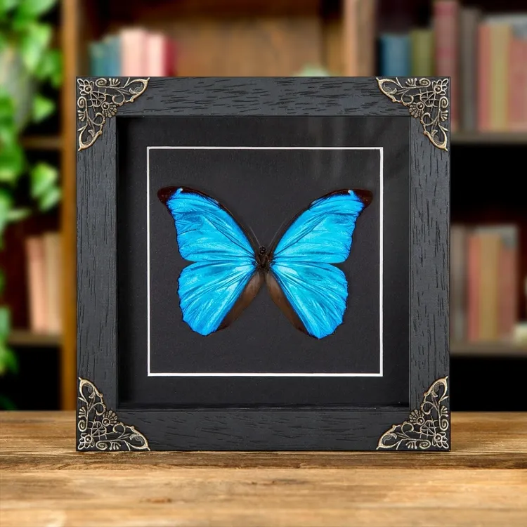 Mariposa Morfo Azul Menelaus en Marco de Estilo Barroco (Morpho menelaus)