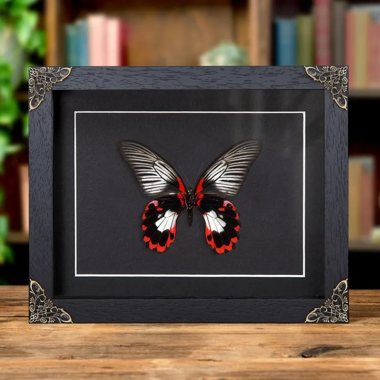 Scarlet Mormon White Form In Baroque Style Frame (Papilio rumanzovia)