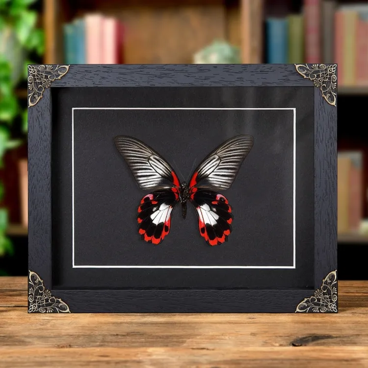 Scarlet Mormon White Form In Baroque Style Frame (Papilio rumanzovia)