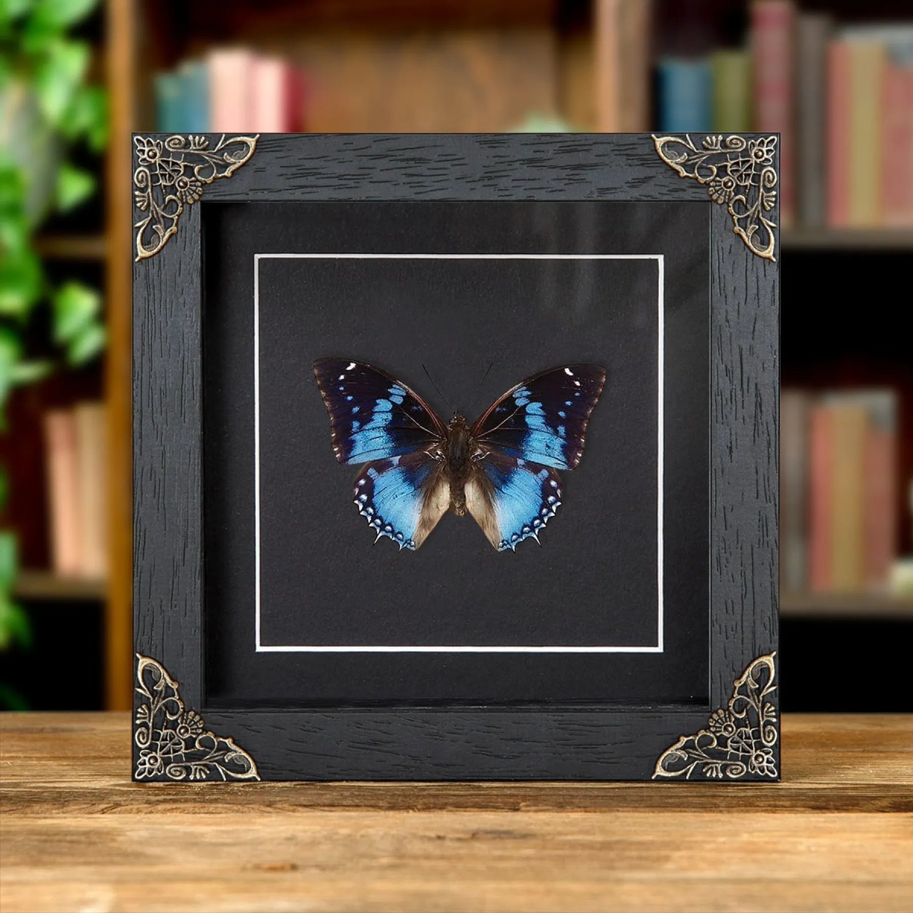 Minibeast Mariposa Charaxes Azul Occidental en Marco de Estilo Barroco (Charaxes smaragdalis)