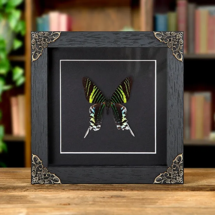 Urania Swallowtail Moth In Baroque Style Frame (Urania leilus)