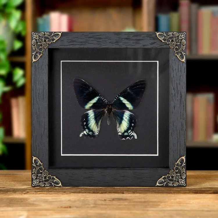 Alcides orontes Moth In Baroque Style Frame from Maluku islands
